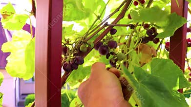 Red spiral staircase covered with grapevines in the garden Belarus