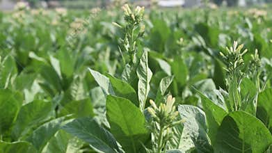 Brazilan tobacco, or Aztec tobacco strong tobacco, is a rainforest plant in the family solanaceae, a tobacco plantation stretches