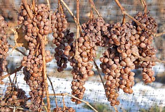 Vineyard and Icewine Grapes