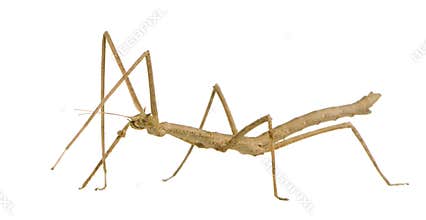 Stick insect, Phasmatodea - Medauroidea extradenta