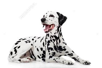Dalmatian dog, isolated on white