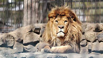 Portrait of an African lion looking