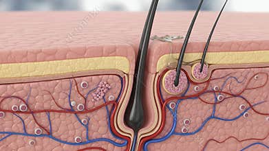 Skin and Hair Anatomy