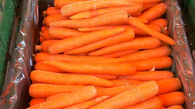 Fresh Carrots on Display at Market