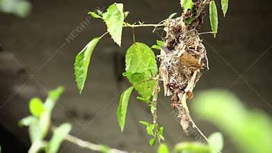 Sun bird female constructing nest on tree branch surrounded by vibrant green leaves