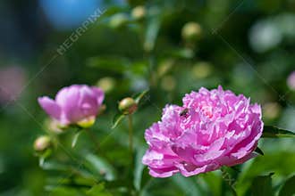 Pink peony flowers attract bees in a sunny garden during springtime bloom
