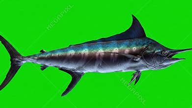 Marlin Fish Animation: Group of Swordfish Swimming on Green Screen Background