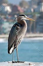Great Blue Heron