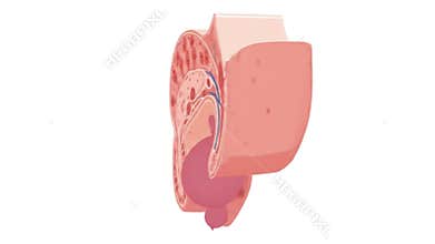 Anatomical Illustration of Prostate Gland and Related Structures