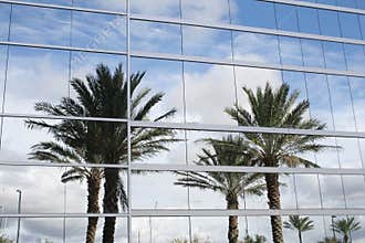 Palm trees reflection