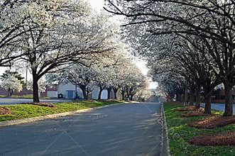 Spring flowering trees in Charlotte