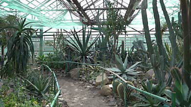 Cacti of different types, shapes and sizes. Succulent plants. Flowers with thorns.