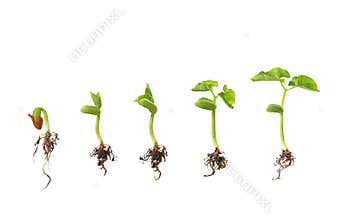 Bean seed germination isolated on white