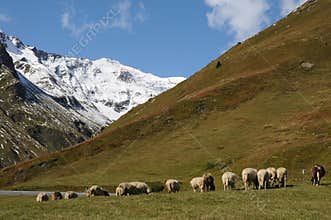 Sheep grazing at Grossglockner High Alpine Road