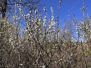 Sakura blossoms in the garden in spring