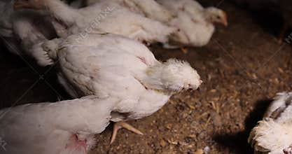 white chickens partially without plumage at a poultry farm