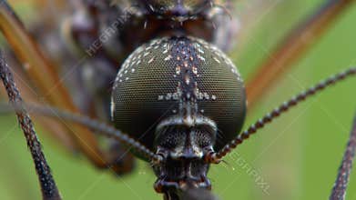 Macro Insect World: Detailed Close-up of Mosquito\'s Eye