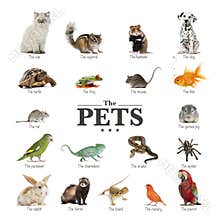 Poster of pets in English