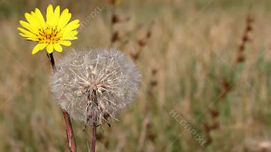 Dandelion autumn season
