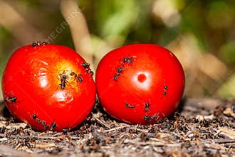 Macro picture of a tomato cut in half and pictured on an anthill where they get everything they want from this tomato
