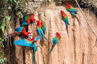 Macaws clay lick peruvian Amazon jungle Madre de Dios Peru