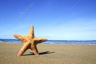 Beach and Starfish
