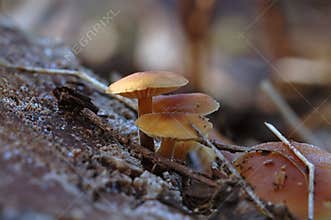 Mushrooms growing on a tree