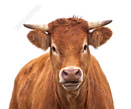 Portrait of a Cow