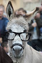 A donkey with glasses