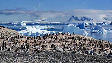Penguin colony on rocks over icebergs and view to snow-covered mountains at Cuverville, Antarctica.