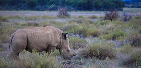 Portrait of a white Rhino. Animal in the wild. Namibia, Africa