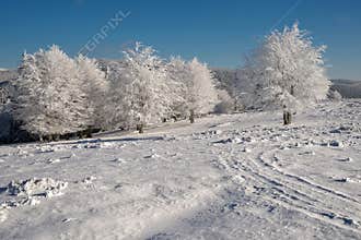 Beautiful winter landscape with trees decorated with snow and blue sky