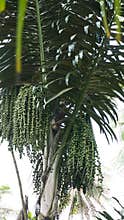 Palm trees bear very heavy fruit