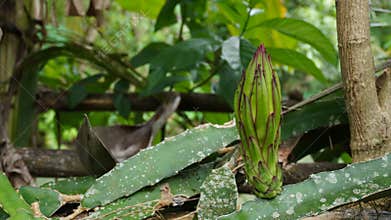 Dragon fruit plant flowers are still unripe