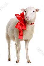 Sheep with bow