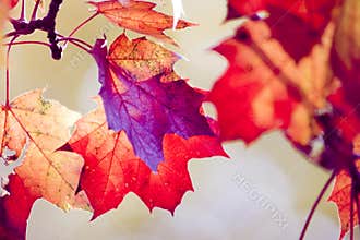 Dry red maple leafs