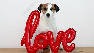 Adorable Jack Russell Terrier dog with air red foil balloon in shape of word LOVE on white background. Valentine\'s Day