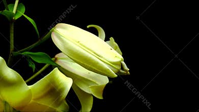 Blooming lily
