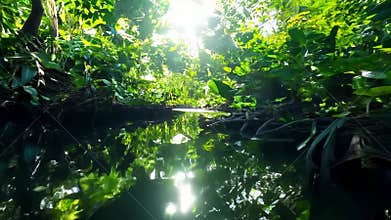 Serene tropical rainforest with sunlight filtering through lush canopy over tranquil stream. concept of nature&#x27;s
