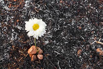 Flower survive on ash of burnt grass