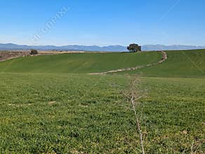 landscape, view, nature, fields, grain, sunny, spring, green, ag