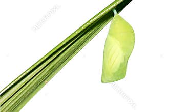 Butterfly cocoon on white