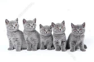 British Shorthair kittens