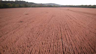 Drone footage over a cultivated corn plantation field at sunset in Indiana, USA