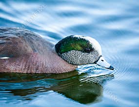 An American Wigeon Swimming In Water