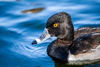 A Ring-Necked Duck Swimming
