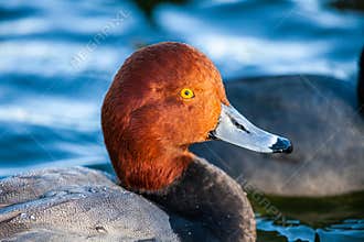 A Swimming Redhead Duck