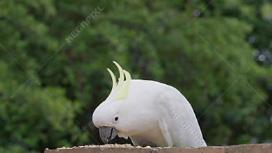 Wild yellow-crested cockatoo perching on a backyard stone fence eating seeds on a cloudy windy day