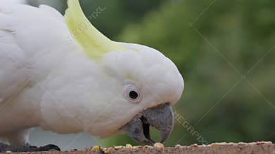 Closeup side portrait of a wild sulphur-crested cockatoo eating seeds off a stone fence