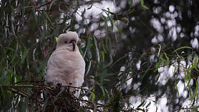 Low angle footage of a yellow-crested cockatoo perching on a tree branch with blur background